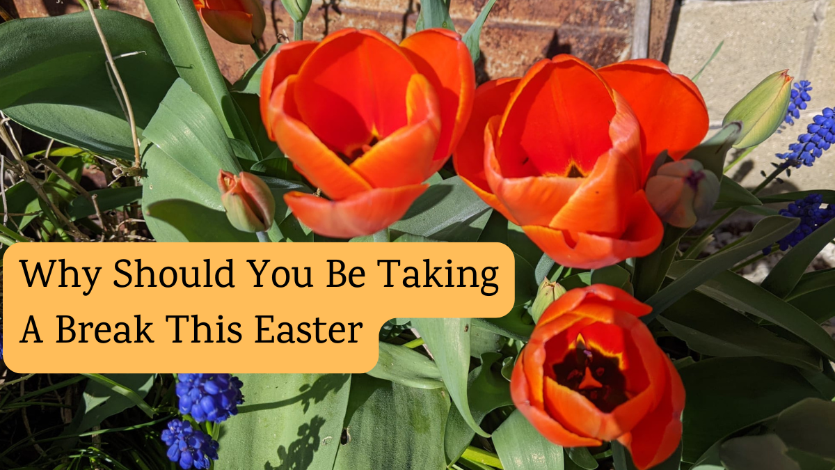 There’s more to Bird Songs and Chocolate Eggs this Easter